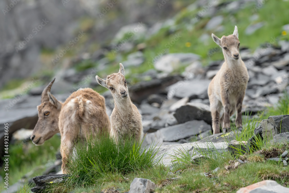 Naklejka premium The family, portrait of Alpine ibex female with its cub (Capra ibex)