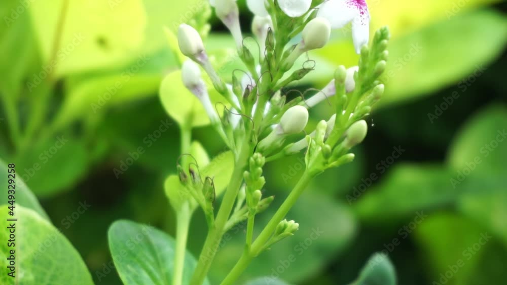 Pseuderanthemum Reticulatum (Japanese jasmine, melati jepang) with a natural background
