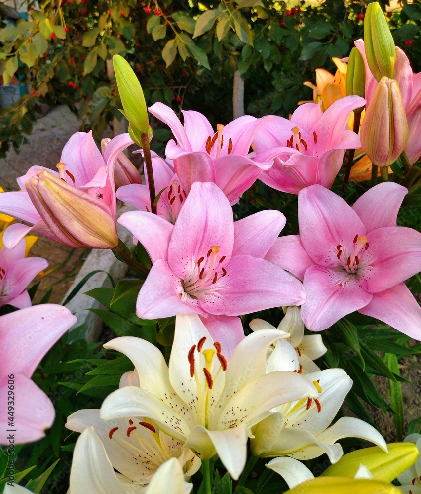 Obraz premium pink lily flowers