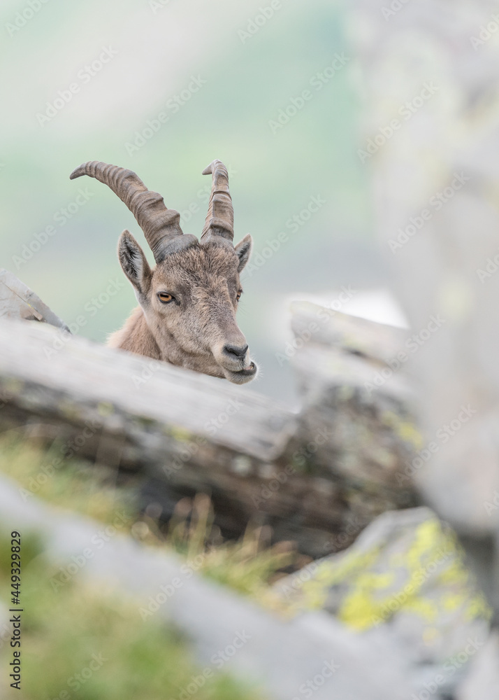 Alpine ibex female among the rocks at grazing (Capra ibex)