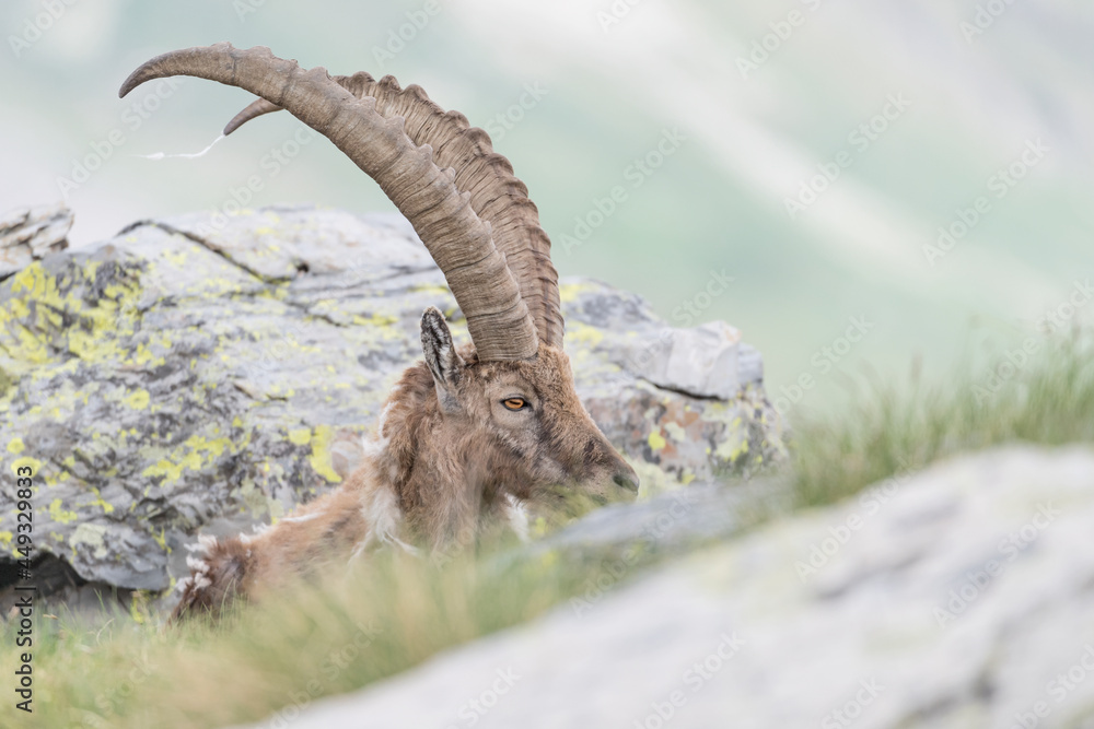 Majestic Ibex male in the Alps mountains (Capra ibex) Majestic Ibex male in the Alps mountains (Capra ibex)