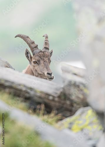 Alpine ibex female among the rocks at grazing  Capra ibex 