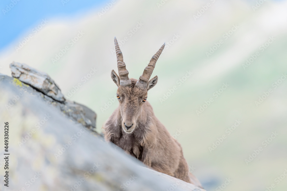 Amazing portrait of Alpine ibex female on mountain ridge with blue sky on background (Capra ibex)