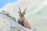 Amazing portrait of Alpine ibex female on mountain ridge with blue sky on background (Capra ibex)