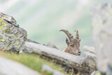 Alpine ibex female among the rocks (Capra ibex)