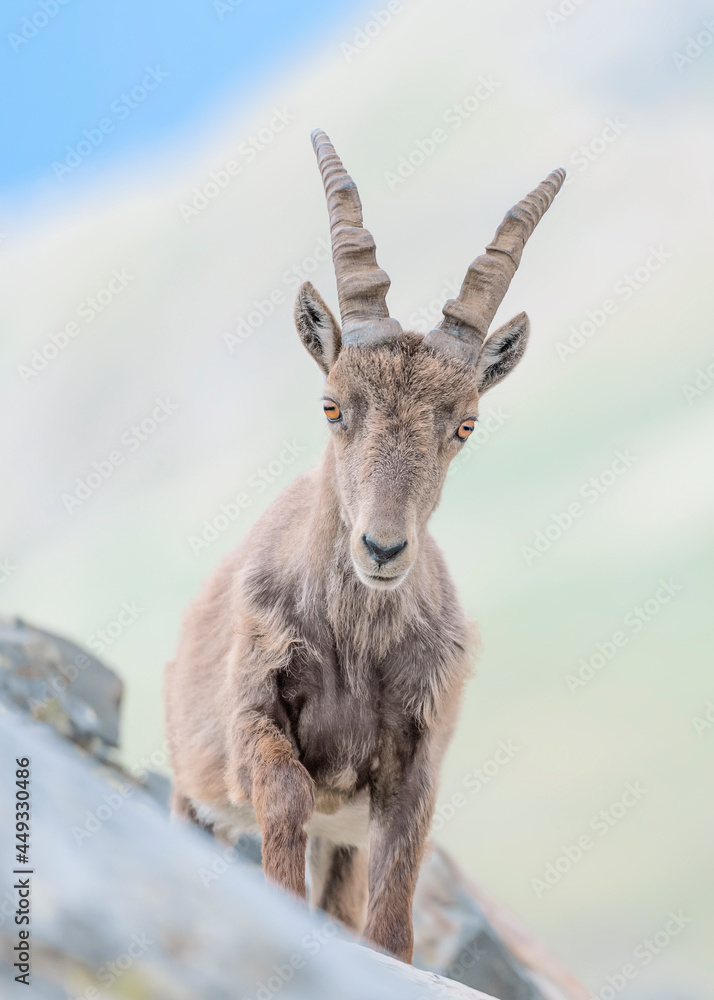 Fine art portrait of Alpine ibex female on mountain ridge (Capra ibex)