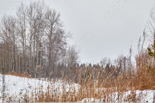 Wallpaper Mural Winter landscape with snow covered trees in cold forest Torontodigital.ca