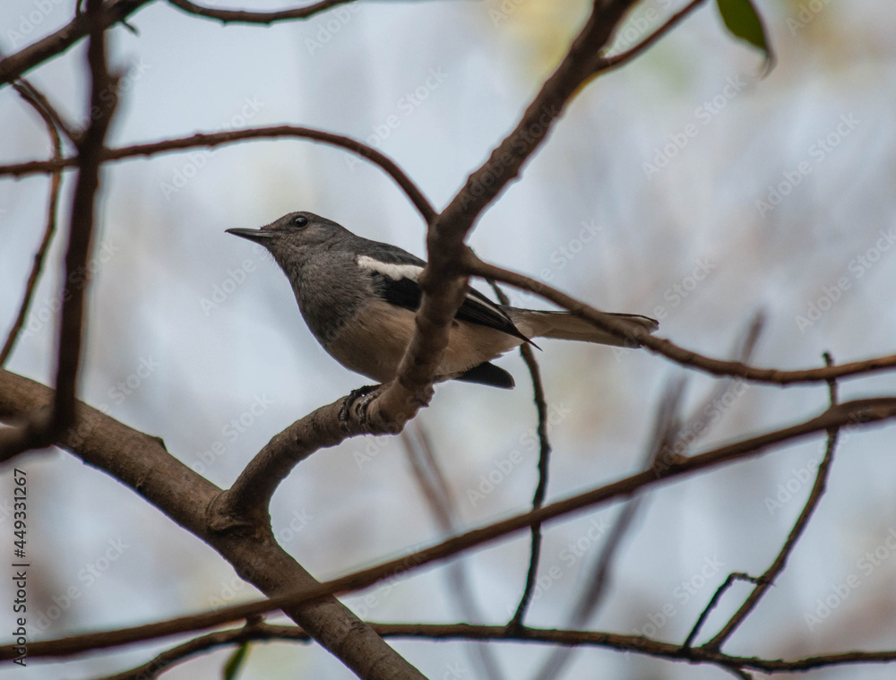 birds birds