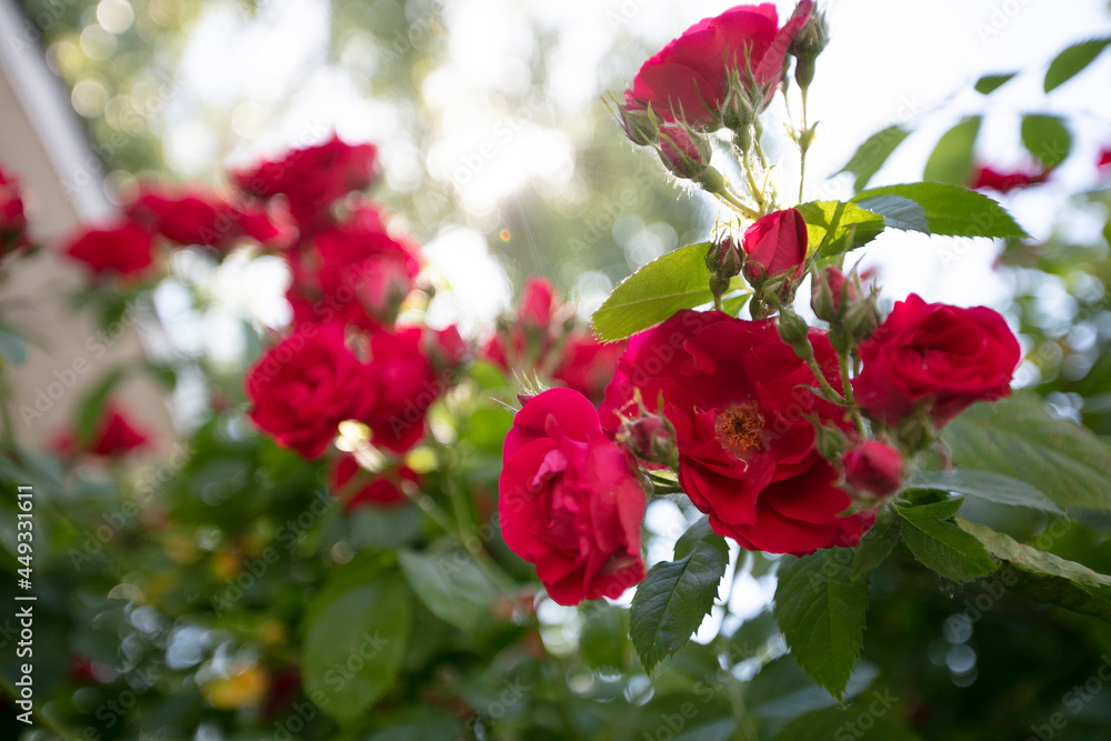 Red bush rose with flowers and leaves. Summer floral background.