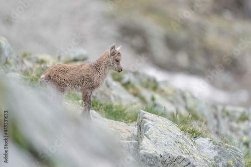 A beautiful cub of Alpine ibex, fine art portrait (Capra ibex) © manuel