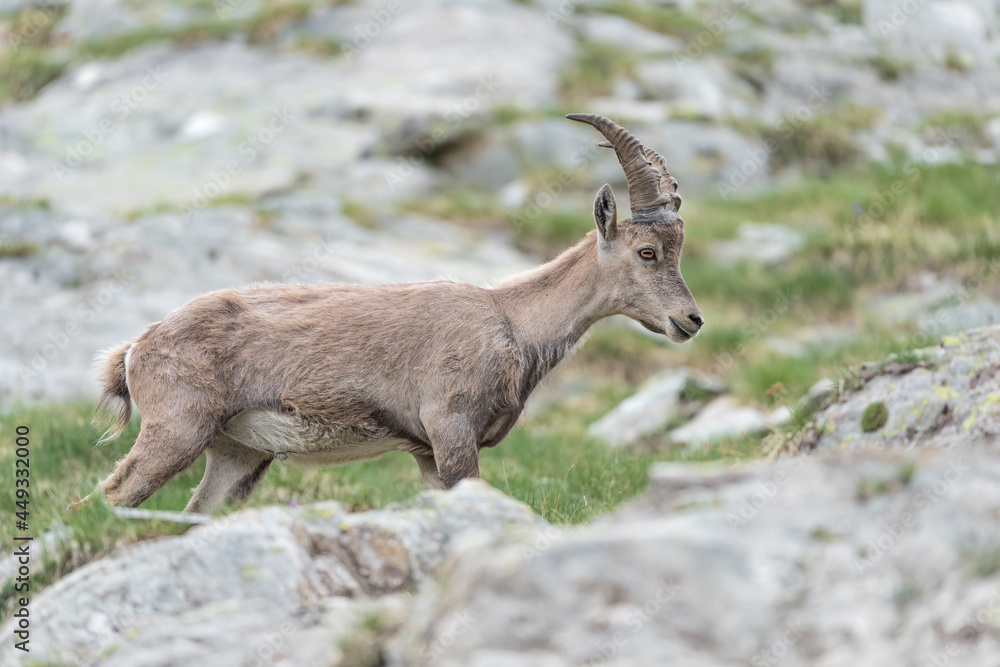 Beautiful portrait of Alpine ibex male in summer season (Capra ibex)