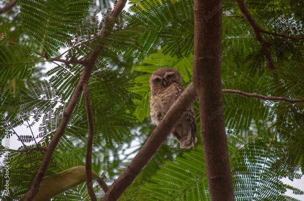 Fototapeta premium birds