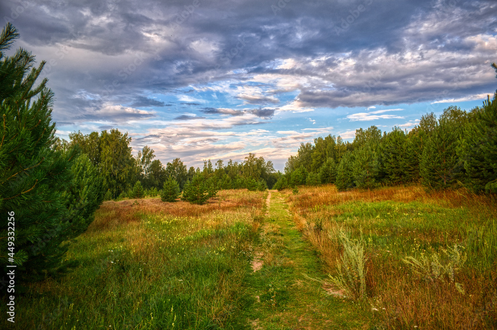 A path through a field overgrown with young pines and a sky decorated with clouds