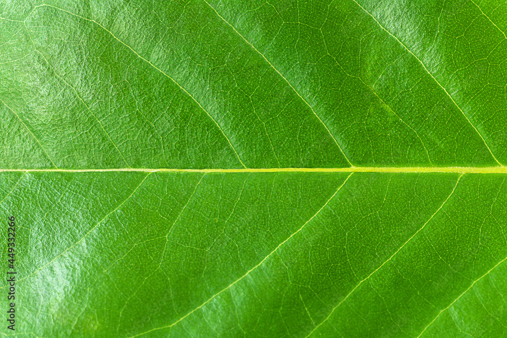 Green leaf macro texture background Green leaf macro texture background