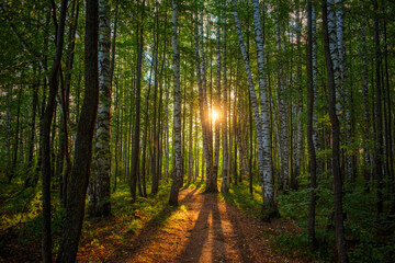 Wandcirkels Olijfgroen Berkenbos pad bij zonsopgang  © Aleksey