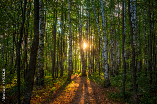 A path in a birch grove at dawn, the rising sun in the center