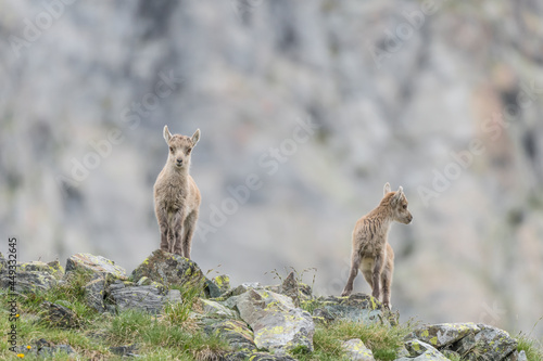 Brothers in the Alps mountains  portrait of newborns  Capra ibex 