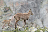 Ibex female with its cub on mountain ridge (Capra ibex)