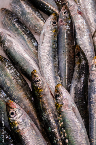 Frische Sardinen auf dem Markt auf Eis