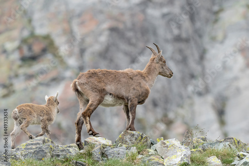 Ibex female with its cub on mountain ridge  Capra ibex 