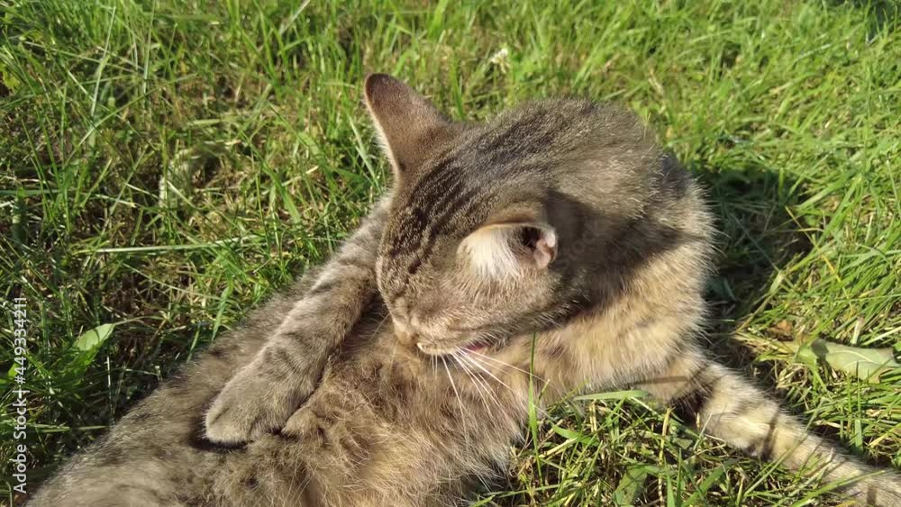 the cat is lying on the ground and licking himself. the cat washes the cat basks in the sun on a warm summer day. a tortoiseshell cat washes his face the cat is lying on the ground and licking himself. the cat washes the cat basks in the sun on a warm summer day. a tortoiseshell cat washes his face