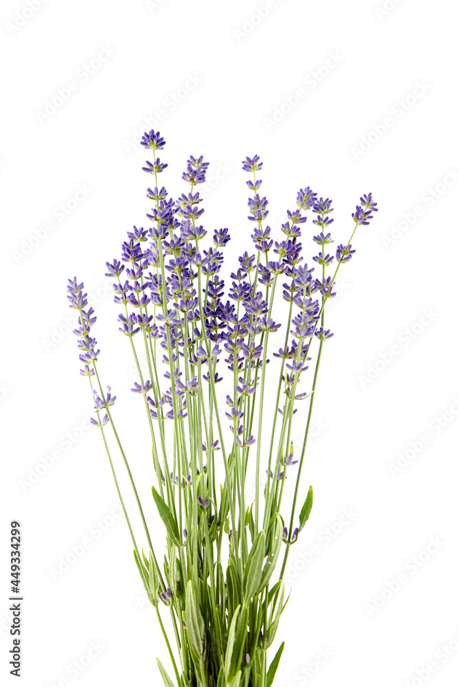 Fototapeta premium Lavender flowers stems with green leaves isolated on white background