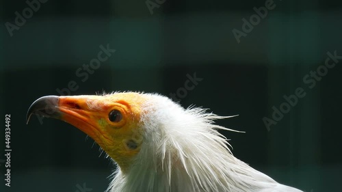 Egyptian vulture close up. Turn your head. Portrait of a wild bird. Nature animal background. photo