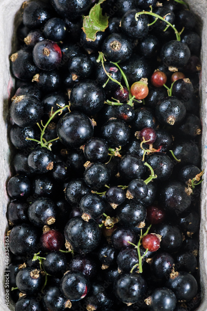 Organic black currant over the white background Organic black currant over the white background