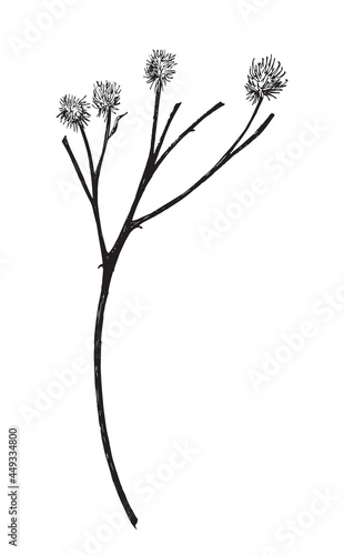Vector illustration with wildflower. Doodle sketch.