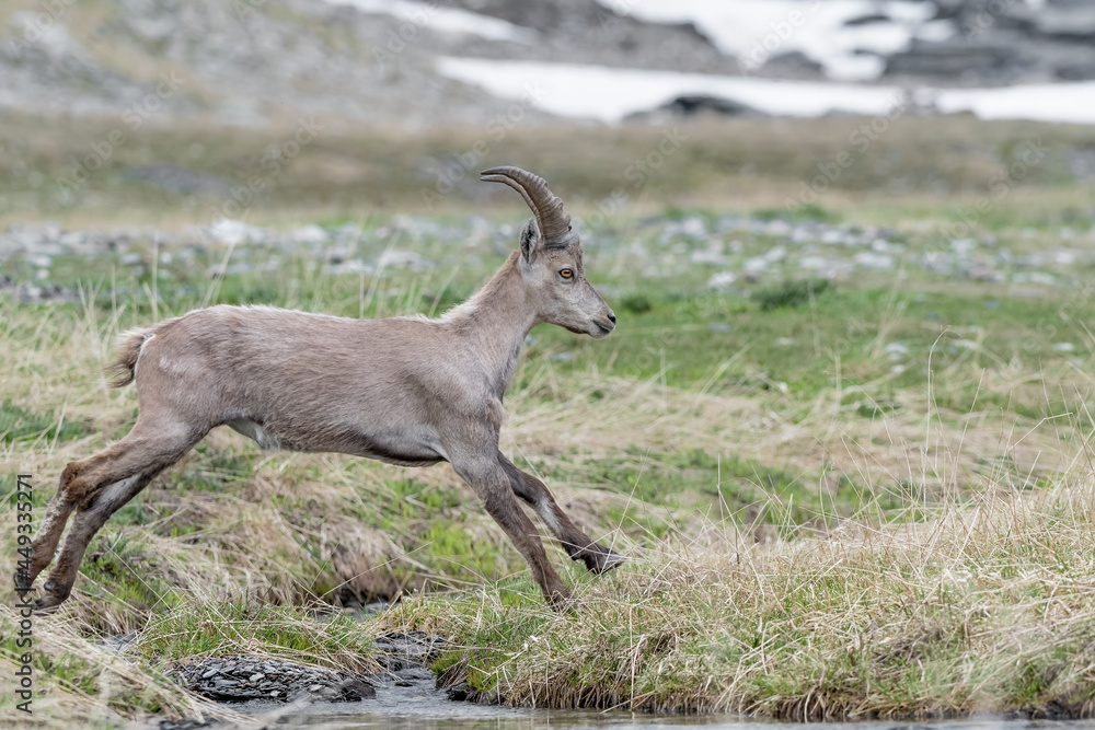 Jumping on the creek, beautiful portrait of Alpine ibex male (Capra ibex)