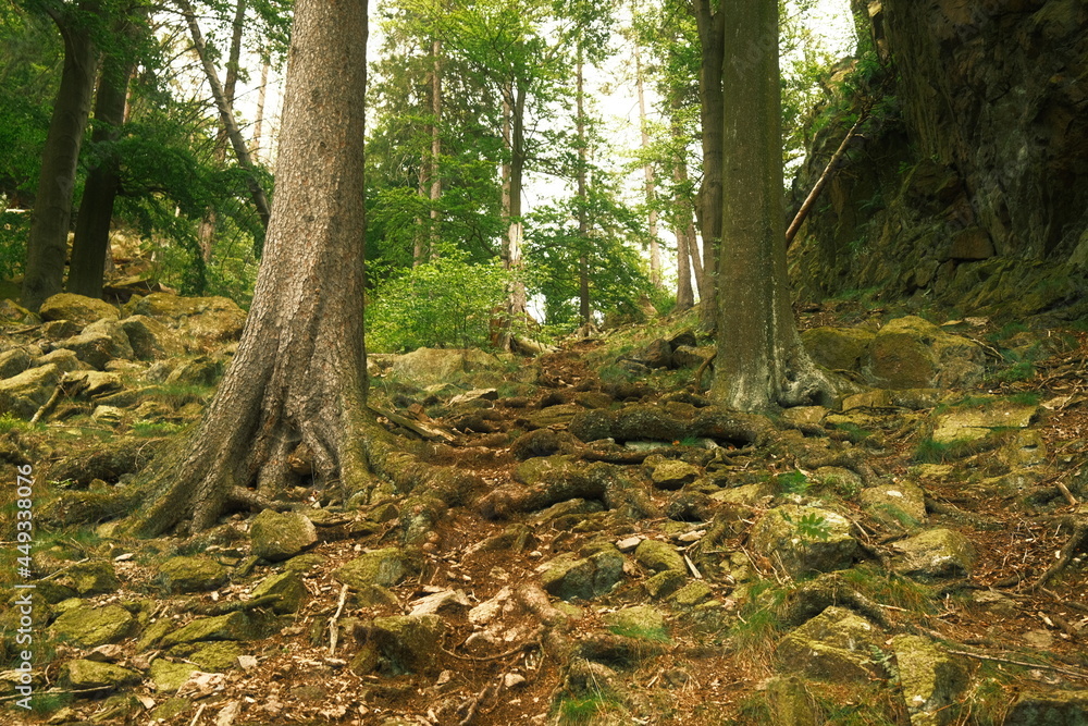 Große alte Bäume mit vielen Wurzel auf steinigen Untergrund