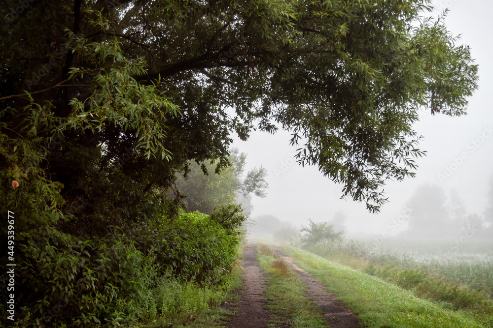 Fototapeta premium Poranne mgły, Podlasie, Polska