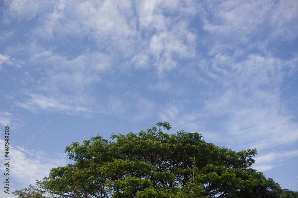tree and sky, tree against blue sky background tree and sky, tree against blue sky background