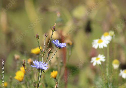 flower, nature, garden, blossom, bloom, summer, yellow, beauty, flora, orange, macro, color, botany