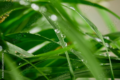 green leaves and water drops