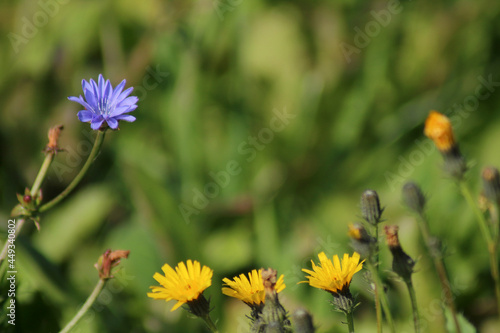 flower, nature, garden, blossom, bloom, summer, yellow, beauty, flora, orange, macro, color, botany