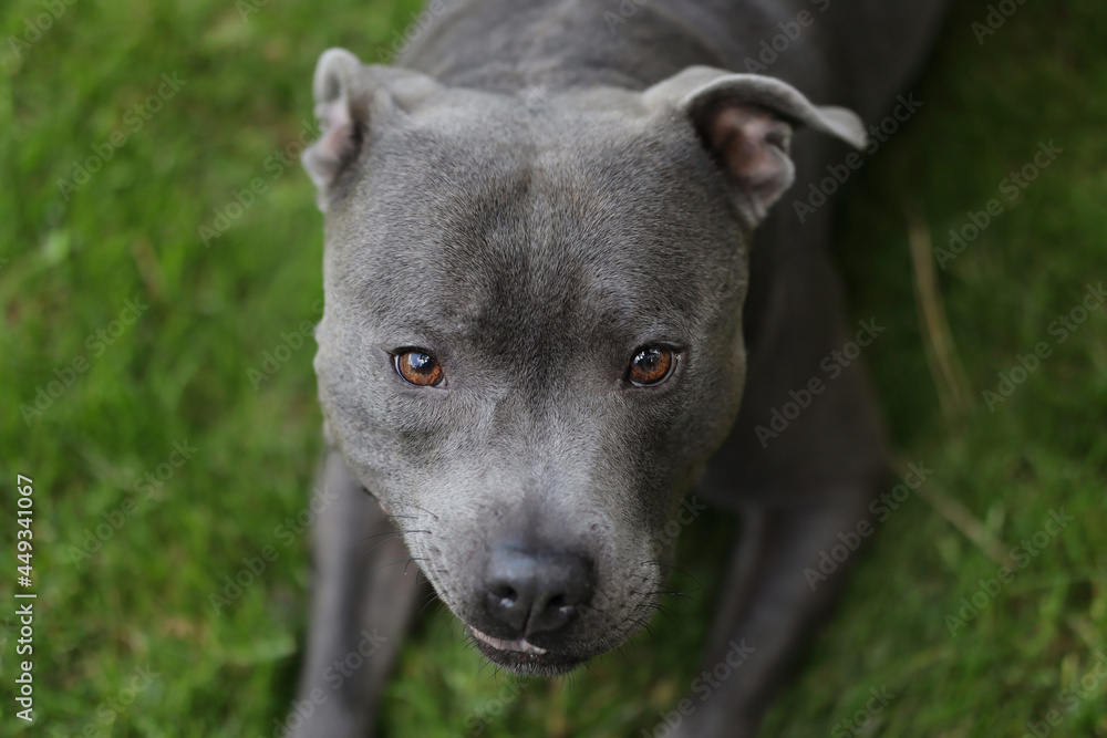 Close-up of Cute English Staffordshire Bull Terrier Outside. Top-Down Head Shot of Blue Staffy Lying on Green Grass.