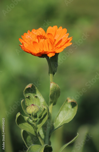 flower, nature, garden, blossom, bloom, summer, yellow, beauty, flora, orange, macro, color, botany