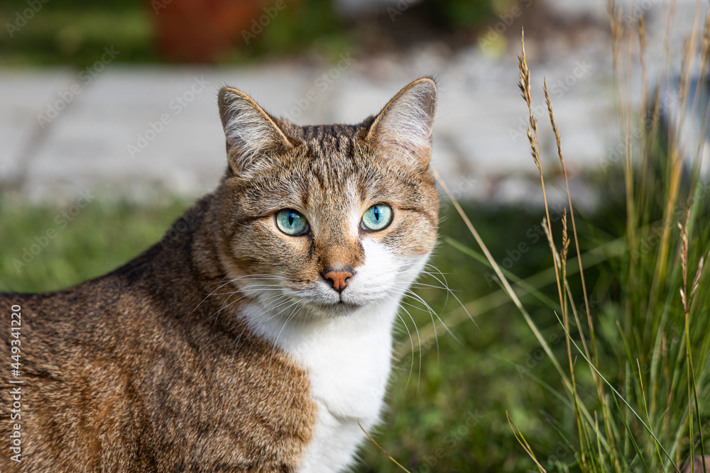 A beautiful adult fat tabby cat with blue eyes and a white spot on their chest sits in the garden in summer