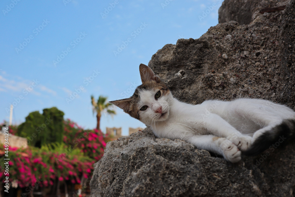 Young Feral Greek Cat Lies Down on Stone in Rhodes Town. Adorable Stray Kitten Rests on Rocky Wall in Greece.