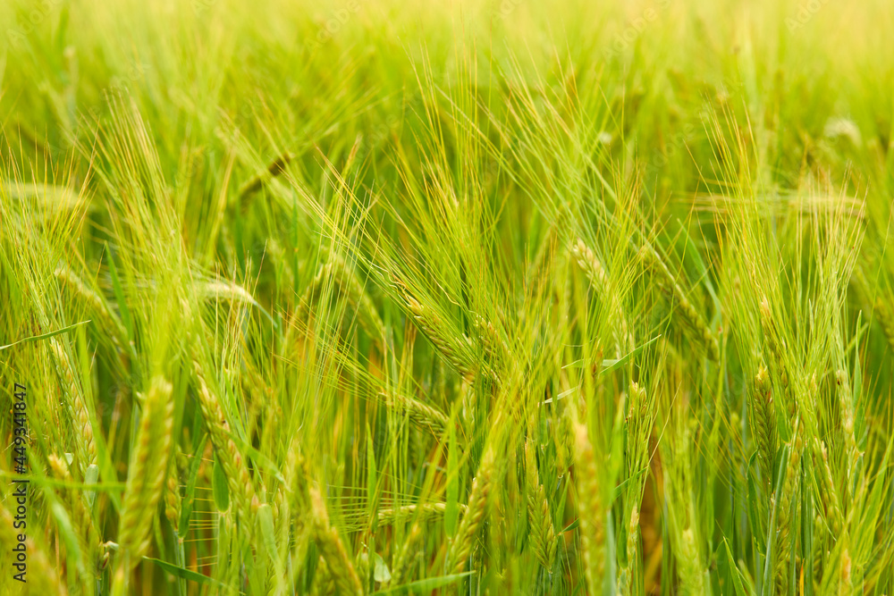 Naklejka premium green wheat field on the farm field