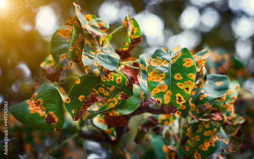 Pear tree disease, rust spot on leaves, prevention plants disease. Fruit tree infected with fungus, yellow rust. Fruit plant disease. Gymnosporangium sabinae infestation  on pear leaf photo