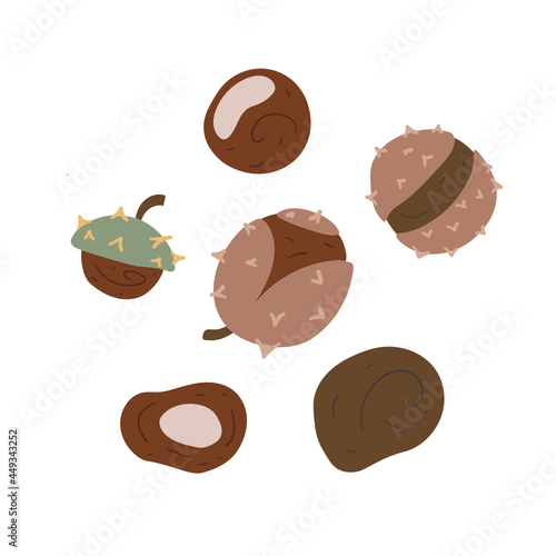 Set of autumn chestnuts. Doodle style. Cute organic illustration. Isolated on white background.