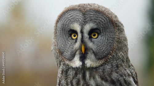Owl desktop wallpaper