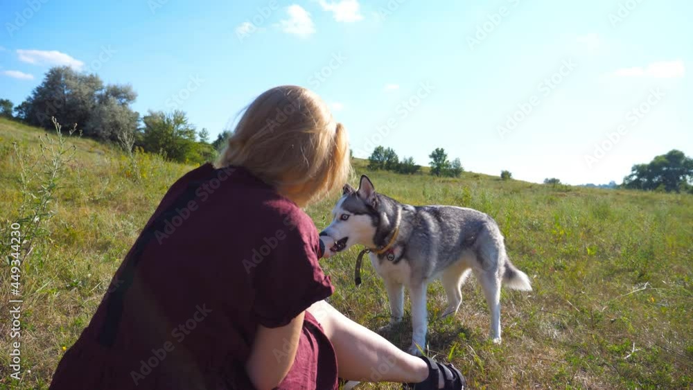 Rear view of young girl with blonde hair sitting on green grass at field and feeds her pet a treat on sunny day. Siberian husky dog eats a tasty snack from hand of female owner at meadow. Close up Rear view of young girl with blonde hair sitting on green grass at field and feeds her pet a treat on sunny day. Siberian husky dog eats a tasty snack from hand of female owner at meadow. Close up