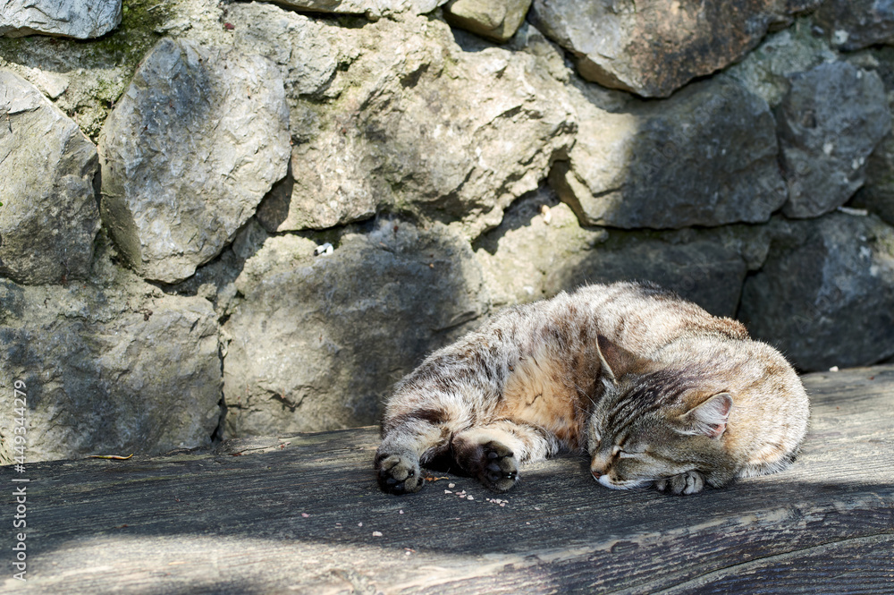 Naklejka premium Cat sleeps in the shade by an old stone wall. Copy space.