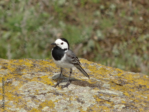 Nature, sun, birds and flowers, summer landscapes, summer, autumn, waterfall, drops on flowers, Ukrainian Carpathians, mountains, plains. hills, fire, stars, canyons, autumn photos