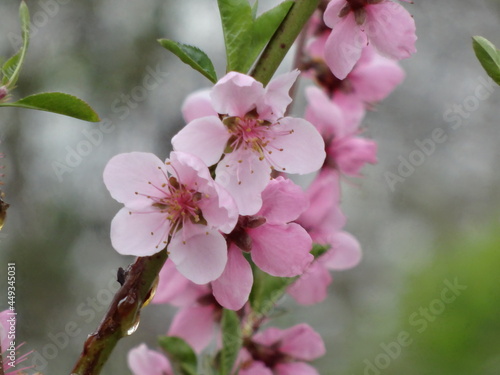 Nature, sun, birds and flowers
