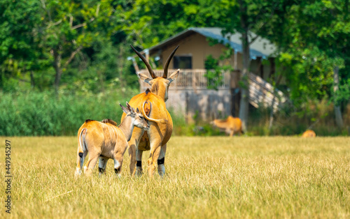 Common eland antelope cow with her calf on a grassy field in a wilderness safari park.