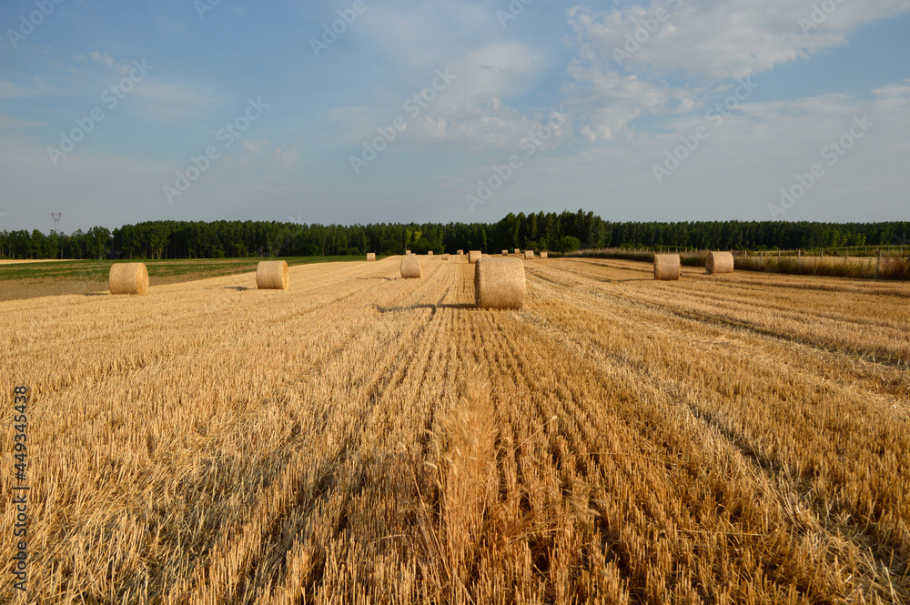 golden straw bales in sunlight in the harvested wheat field